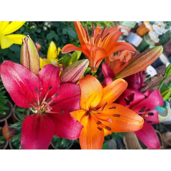 Fresh Cut Flowers